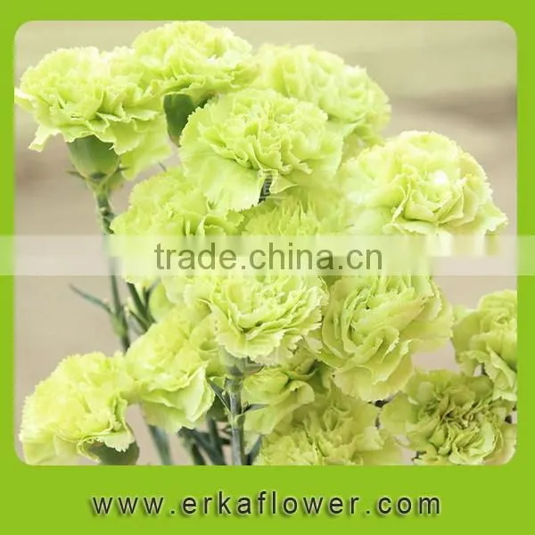 Diversified in Packaging New Coming Beautiful Fresh Carnation for Decoration photo-2
