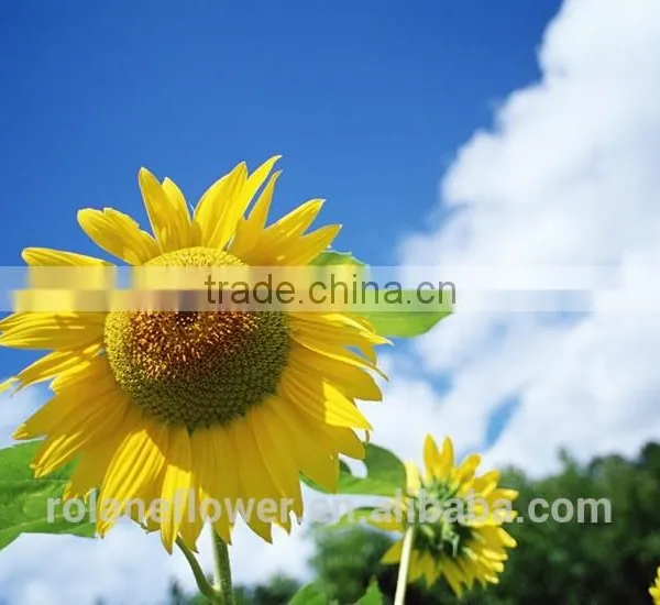 Color Blue Fresh Cut Sunflowers For Wedding Decoration photo-5