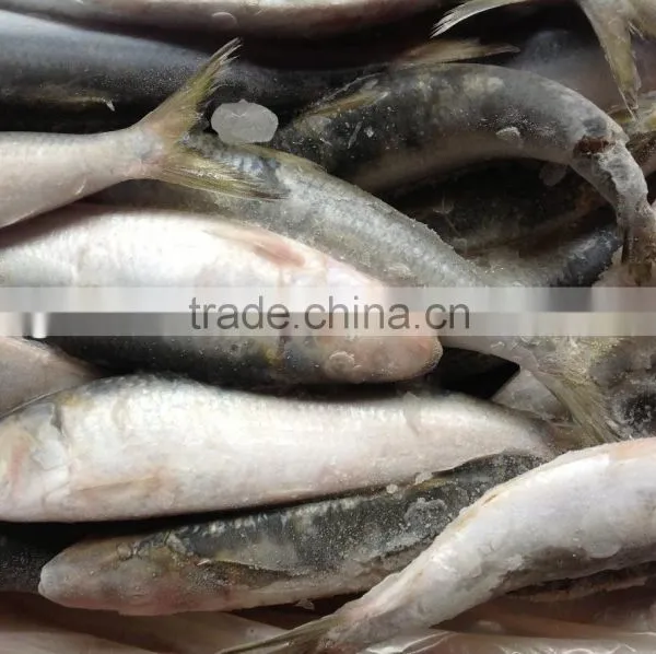 Frozen Food WR Sardine Fish 8-10pcs/kg for Canning photo-2