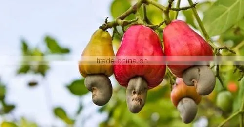 Raw Cashew With Shells