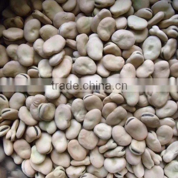 Price of Broad Beans / Faba Beans / Fava Beans for Cannery photo-6