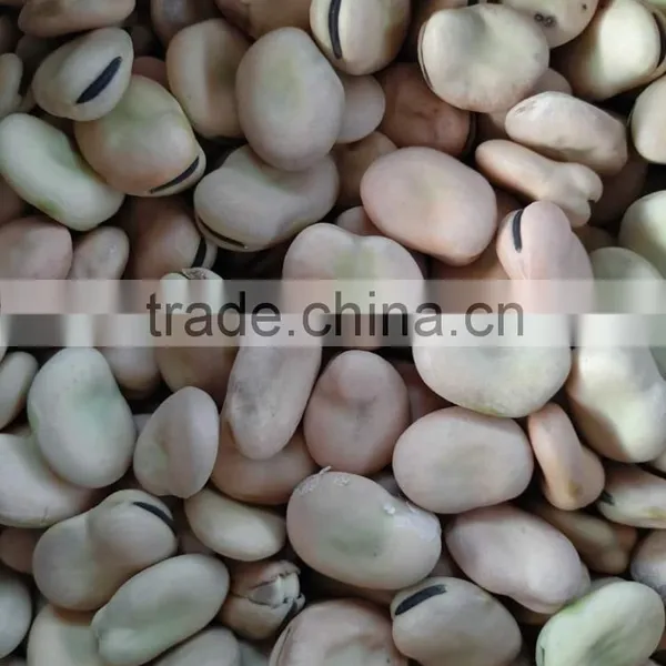 2016 Broad Beans for Cannery Fava Beans Price Faba Bean Wholesale photo-6