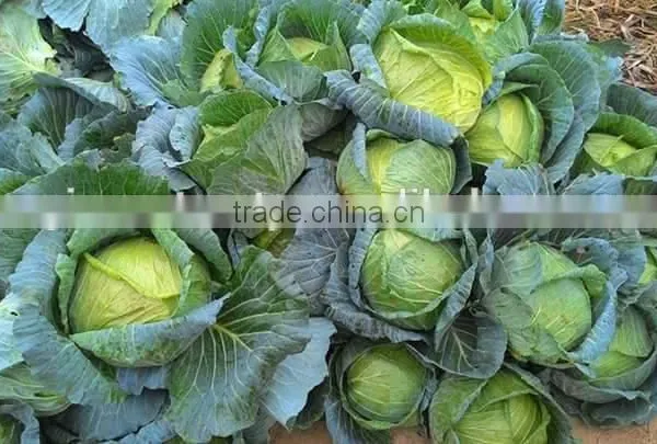 GIMEX VIETNAM FRESH CABBAGE CHEAP photo-3