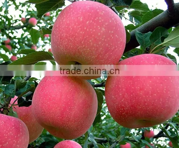 175# Fresh Fuji Apple photo-2