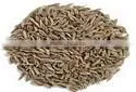 Cumin Seeds