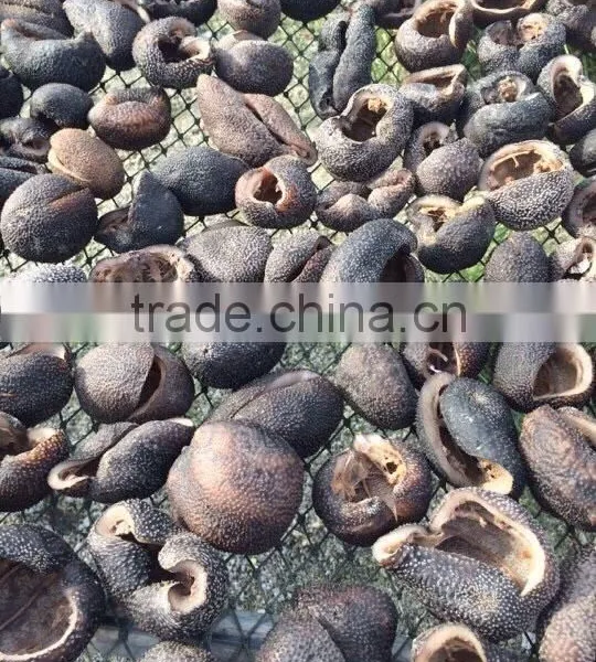 Vietnam High Quality Dried Sea Cucumber