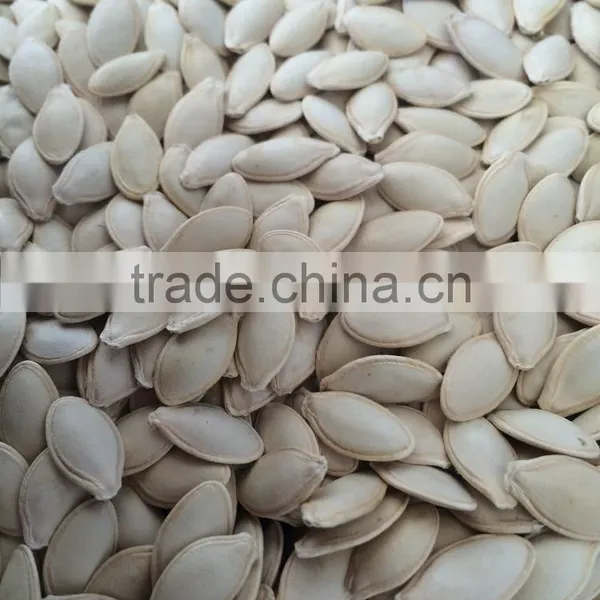 Shine Skin Pumkin Seeds 9-11mm With Good Price photo-6