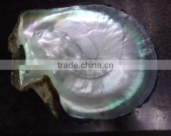 Big Black Lip Mother of Pearl Raw Shell Products photo-2