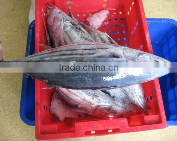 Katsuwonus Pelamis photo-3