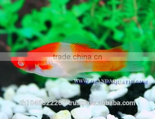 Santa Swordtail Fish Farm - Tropical Fish For Sale photo-6