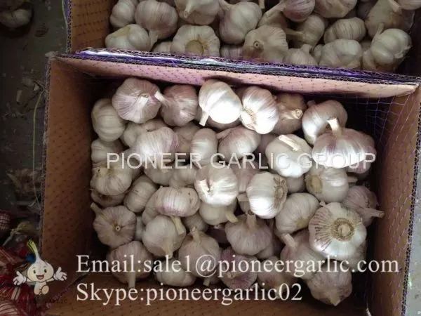 2017 Crop Snow Pure White Garlic 5.5cm In Carton Box photo-2