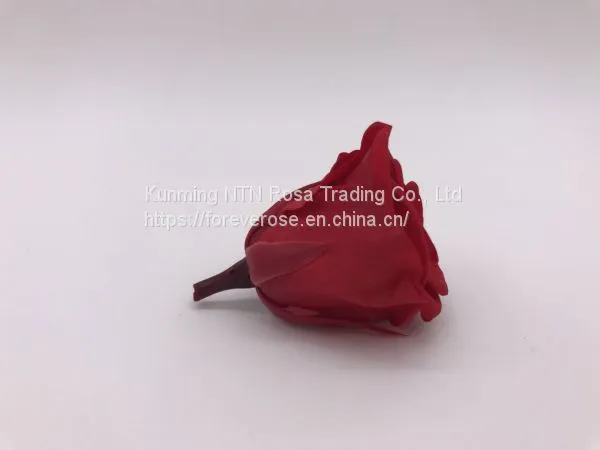 High Quality Timeless Preserved Flower to Make Gorgeous Flower Gifts photo-2