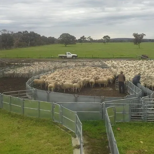 Hot-Dipped Galvanized Cattle Fence for Dairy Farm Perimeter Security