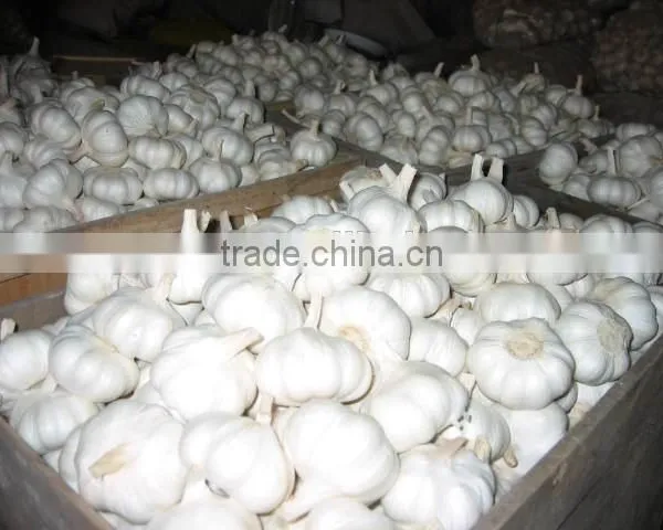 Garlic Tops Roots Cutting Machine Garlic Cutter for Removing the Stems and Roots photo-6