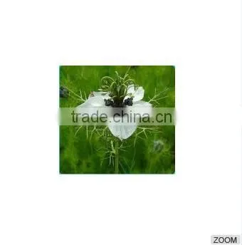 High Quality Pure Cold Press Oil 0104214672