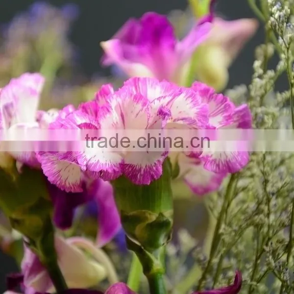 Factory Darb Single Head Carnation photo-5
