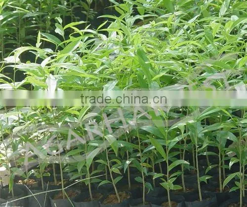 Agarwood-Aloeswood-Eaglewood-Oud-Oudh-Gaharu-Jinkoh-Chen Xiang-Calambac-Bois D'aigle-Adlerholz [Seedlings Saplings]