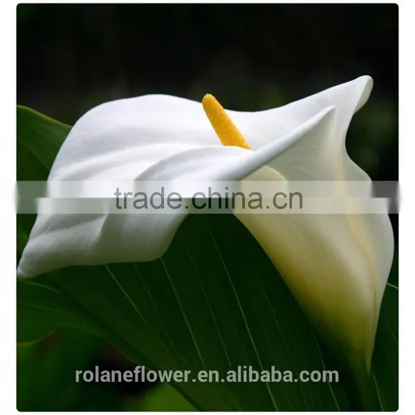 High Quality Fresh Cut Flower White Calla Lily to Express Global photo-2
