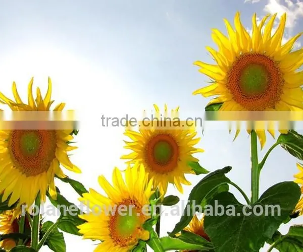 Fashion Hot Sale Beautiful Flower Sunflower For Gift photo-2