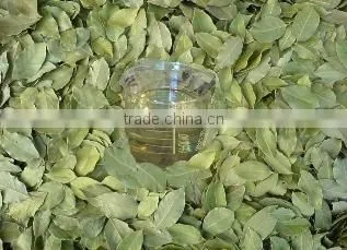 Laurel Bay Leaf Essential Oils , Laurel Oil photo-5