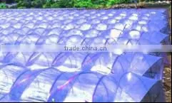 Greenhouse Film/ Agriculture Greenhouse 3 Layer Film/different Specification/function Film