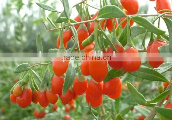 Ning Xia ZhongNing Dried Fresh Goji Berry With Good Quality
