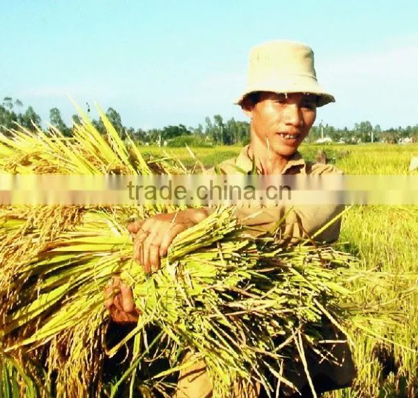 White Rice JAPONICA GOOD QUALITY (Viber/Whatsaap:+84965152844) photo-2