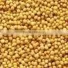 Yellow Mustard Seed