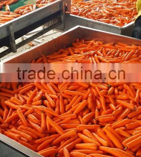 Fresh Carrot photo-2