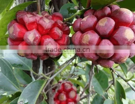Kadsura Coccinea Fruiter Seeds for Growing photo-3
