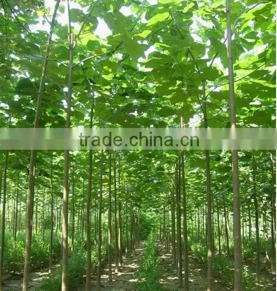 High Quality Paulownia Seed 9501 Seed For Paulownia Plants/Paulownia Elongata Seeds/paulownia Kawakamii photo-3