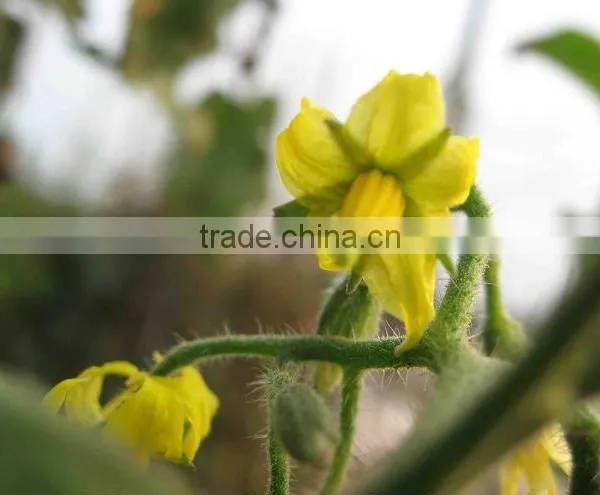 High Quality Vietnamese Pickled Cucumbers in Jar, Gherkins (many Sizes) - Best Selling! photo-4