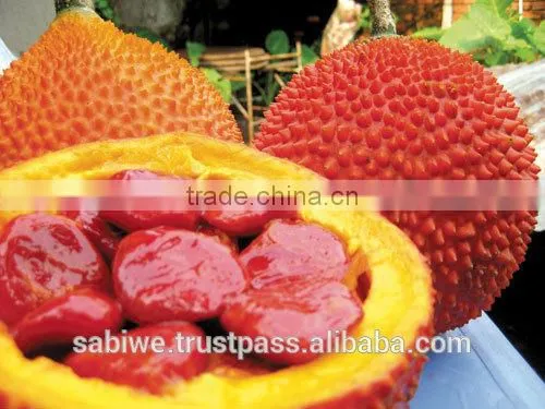 The Best Qualtity GAC FRUIT OIL (Momordica Cochinchinensis) photo-5