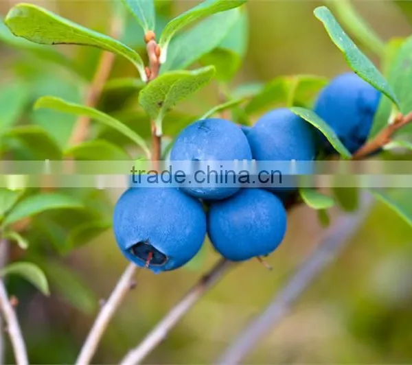 Chlorogenic Acid 60% by Hplc
