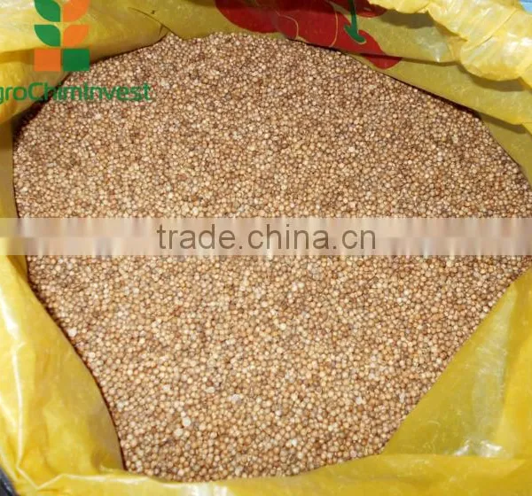 CORIANDER