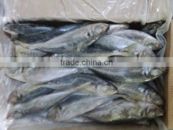 Big Eye Horse Mackerel Block Quick Frozen 25cm+ photo-4