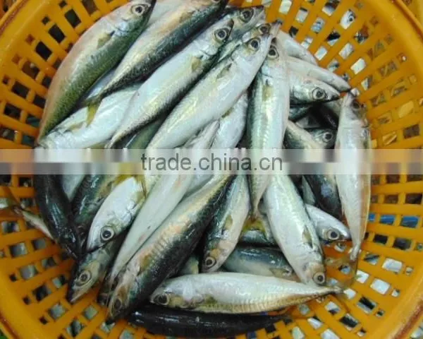 Frozen Pacific Mackerel Fish Newest photo-3
