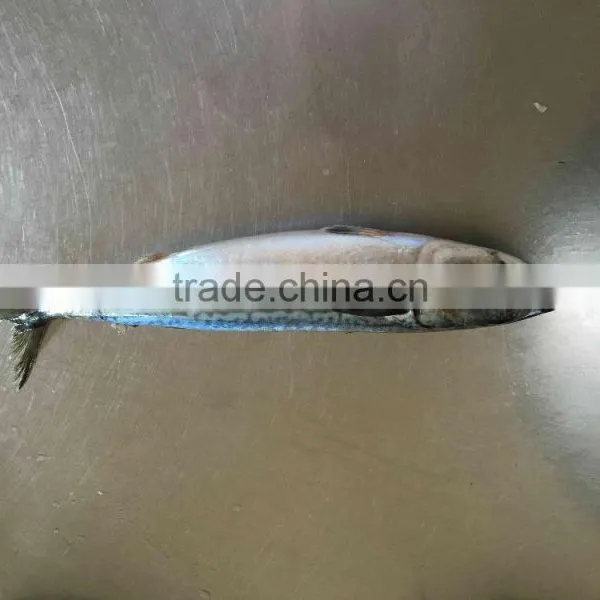 Whole Block Seafrozen Fish Pacific Mackerel and Frozen Fish photo-5