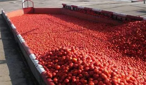 Fully Automatic Tomato Sauce/ Paste /powder Production Line photo-5