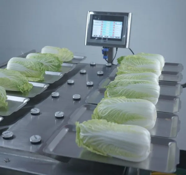 Manual 12 Heads 14 Heads Weighing Scale for Banana Apple Mango Fruit photo-2