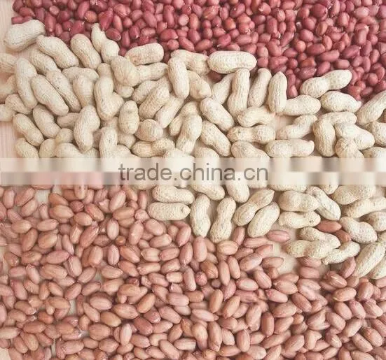 Blanched Peanut