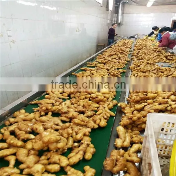 Chinese Fresh Ginger With Different Size photo-4