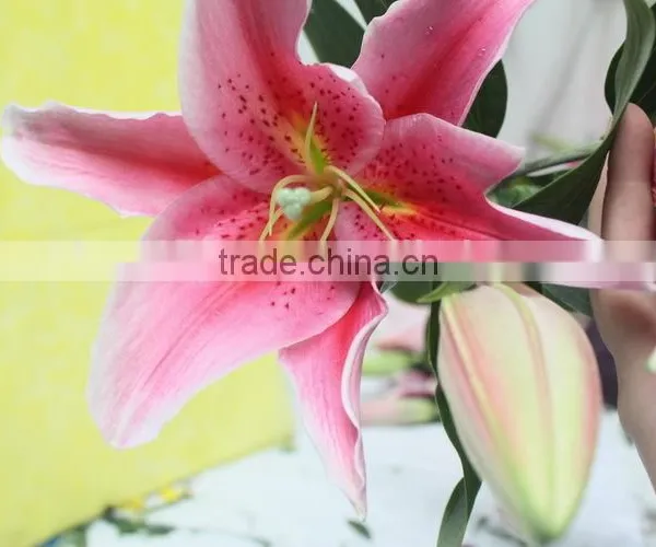 Fragrant Aroma Classical Flowers Liliess for Wedding Decoration photo-4