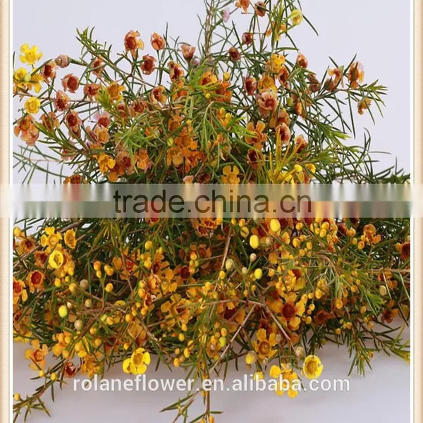 China Wholesale Outdoor Fresh Cut Wintersweet Plants photo-6