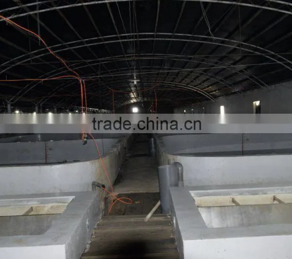 the Most Simple Indoor Fish Farming