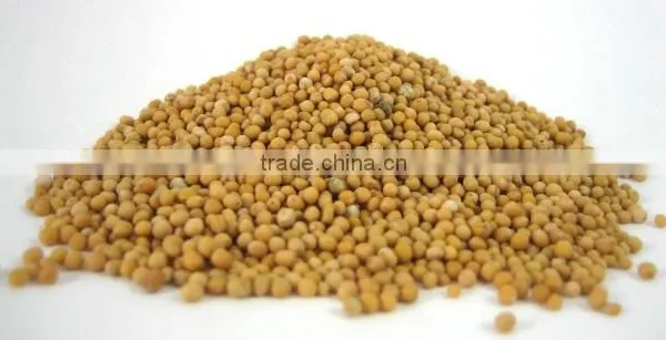 YELLOW MUSTARD SEED