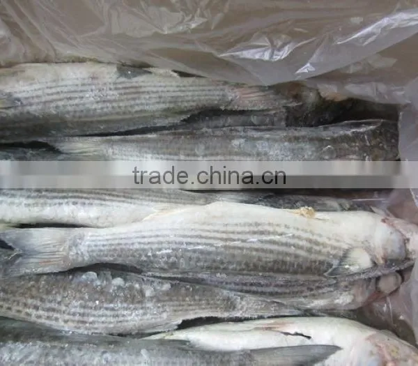 Frozen Grey Mullet Fish Whole Round photo-3