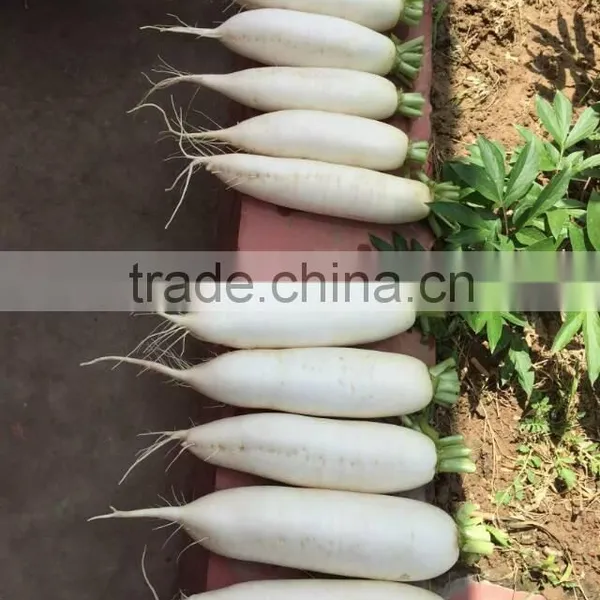 White Radish /green Radish Wholsale photo-4