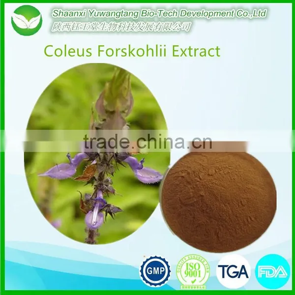 Pure Natural 98% Coleus Forskohlii Extract Forskolin / Coleus Forskohlii Extract
