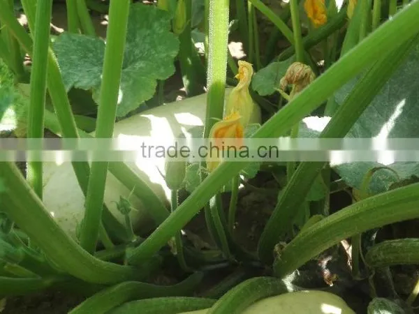 Benefits of Pumpkin Seeds Wholesale Snow White / Shine Skin Pumpkin Seeds Competitive Price photo-5